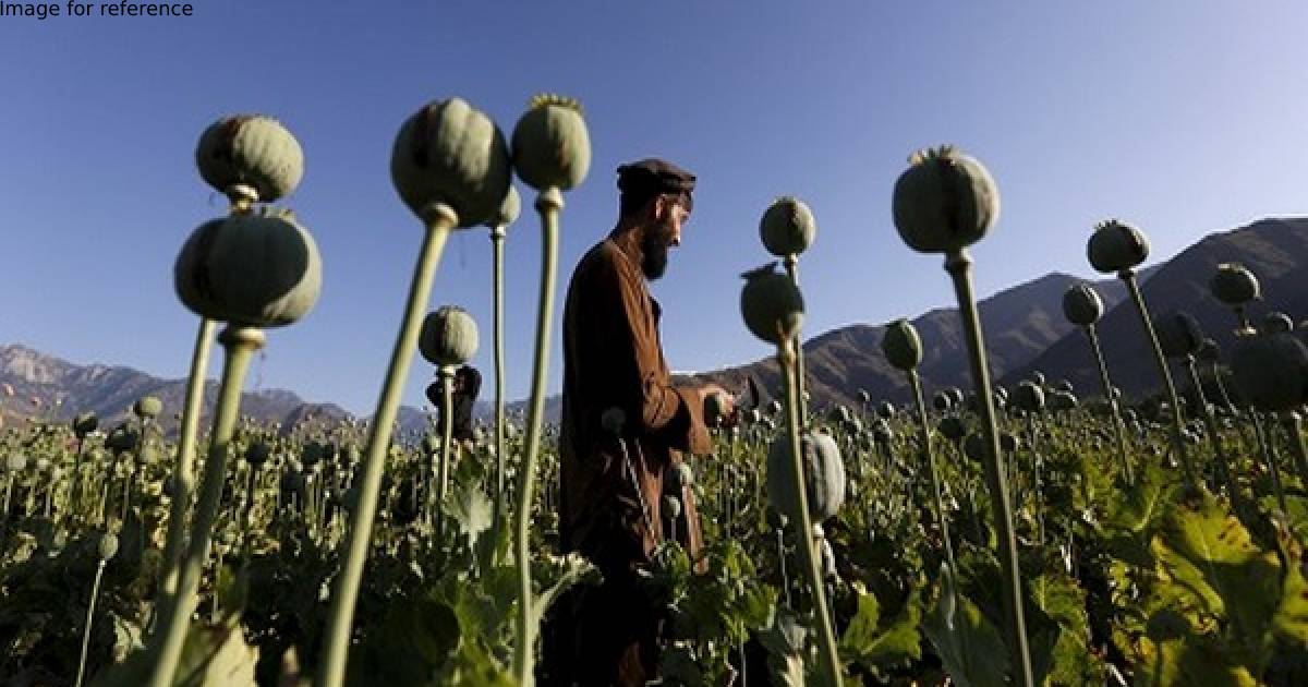 Drug smuggler arrested, 70 Kg poppy seized from Afghanistan's Badakhshan province